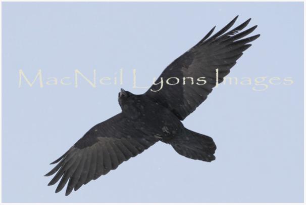 RAvenInFlight_CopyrightMacNeilLyonsImages
