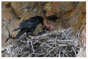 Raven_Nest_COpyright_MacNeil_Lyons_Images