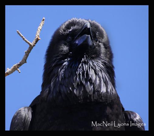 The Raven - Copyright MacNeil Lyons Images