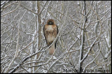 RedtailHawk - Copyright MacNeil Lyons Images