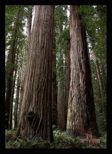 Oregon Scenes - Copyright MacNeil Lyons Images