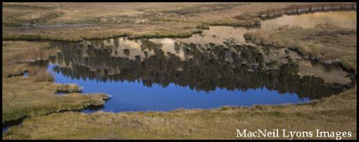 Blacktail Pond Reflections