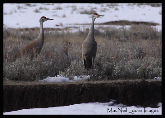 Sandhill Cranes & Idyllic Bull Moose - Copyright MacNeil Lyons Images