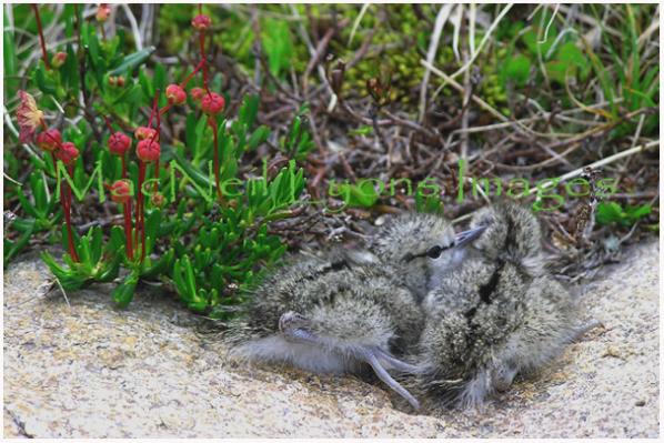 Rock_Sandpiper_Chicks_Copyright_MacNeil_Lyons_Images