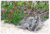Rock_Sandpiper_Chicks_Copyright_MacNeil_Lyons_Images
