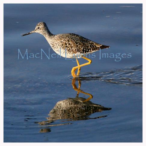 Yellowlegs_Copyright_MacNeil_Lyons_Images
