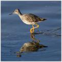Yellowlegs_Copyright_MacNeil_Lyons_Images