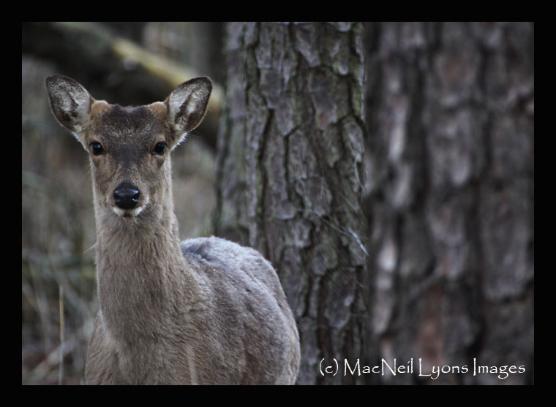 Sika Deer & Bald Eagle (Blackwater NWR) - (c) MacNeil Lyons Images