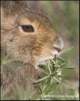Snowshoe Hare - Copyright MacNeil Lyons Images