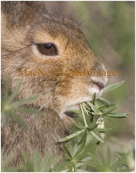 Snowshoe Hare - Copyright MacNeil Lyons Images