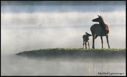 Spring_Elk_&_Calf_Copyright_MacNeil_Lyons_Images