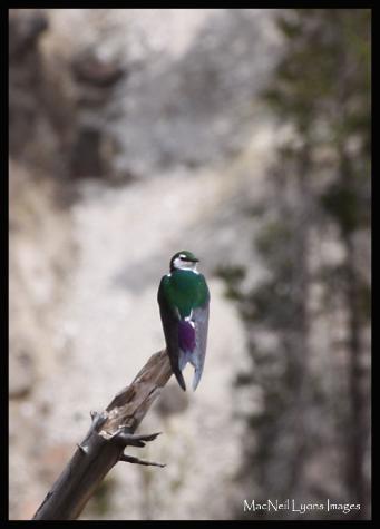Violet-green Swallow - Copyright MacNeil Lyons Images