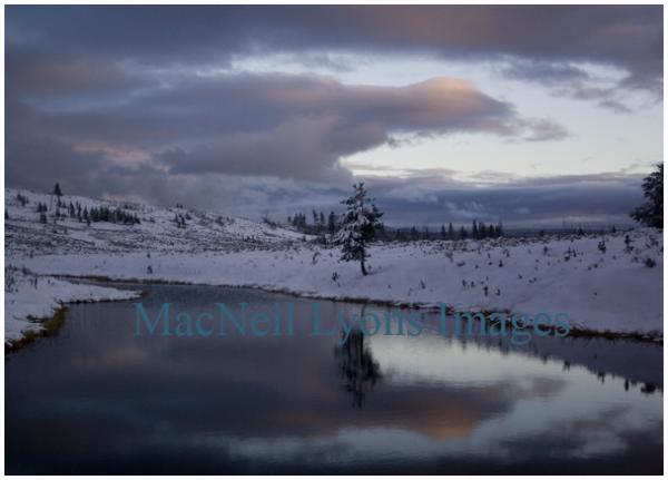 Swan Cloud - Copyright MacNeil Lyons Images