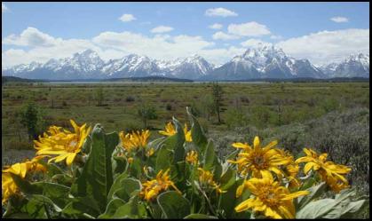 Balsamroot/Tetons_Copyright_MacNeil_Lyons_Images