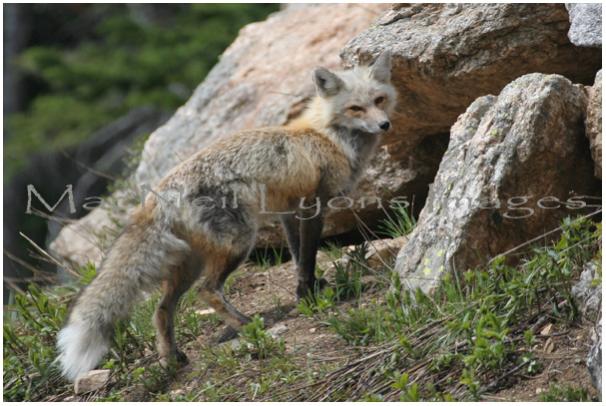 Teton_Mountain_Fox_Copyright_MacNeil_Lyons_Images
