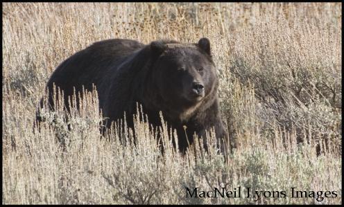 Mary Bay Grizzly - Copyright MacNeil Lyons Images