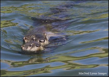 River Otters - Copyright MacNeil Lyons Images