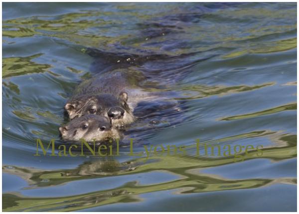 Trout Lake Otters - Copyright MacNeil Lyons Images