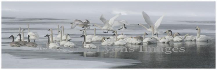 Trumpeter Swans - Copyright MacNeil Lyons Images
