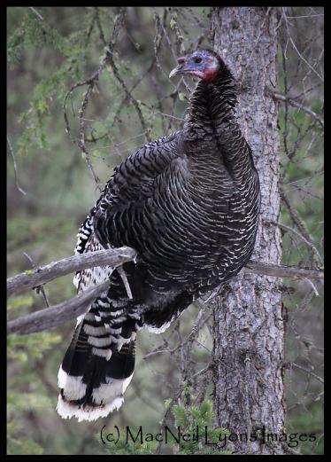 Wild Turkey in Tree - (c) MacNeil Lyons Images