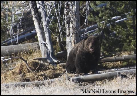 Twin Lake Grizzly Bear - Copyright MacNeil Lyons Images