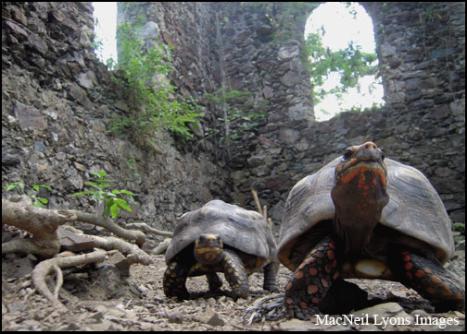 Redfooted Land Touroise - Copyright MacNeil Lyons Images