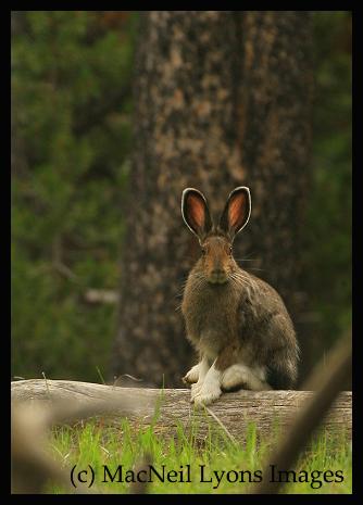 Snowshoe Hare & Great Horned Owlet (c) MacNeil Lyons Images