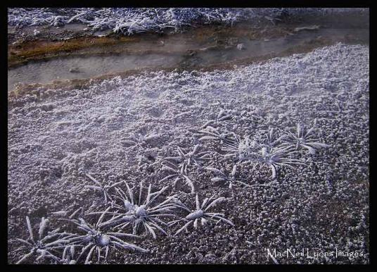 Winter Thermal Basins - Copyright MacNeil Lyons Images