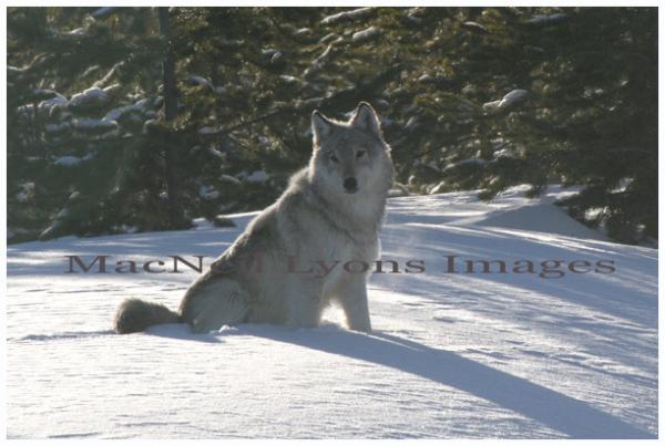 Reflective Moment w Wolf - Copyright MacNeil Lyons Images