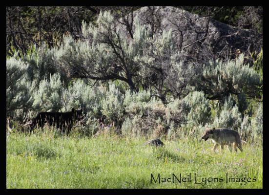 06 Female & Black Bear - Copyright MacNeil Lyons Images