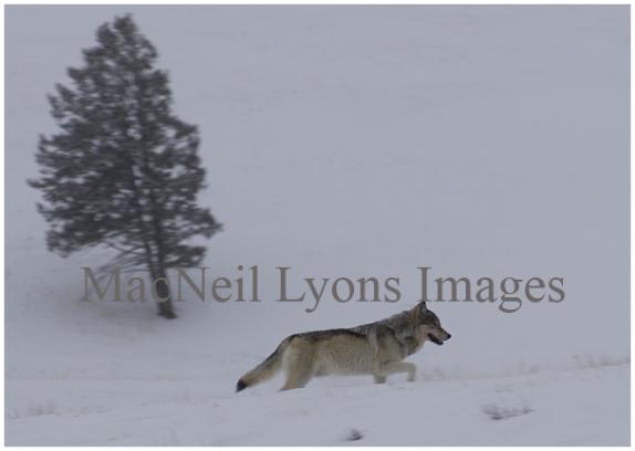 High Sides - Copyright MacNeil Lyons Images