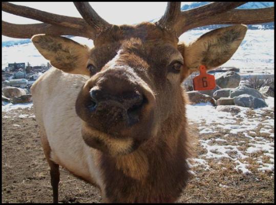 No. 6 - contact Becky Datz, Gardiner, MT for image use!!!