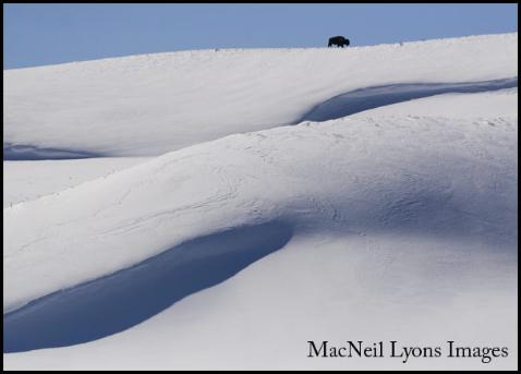 Bison on a Snow Cornice, Hayden Valley, YNP - Copyright MacNeil Lyons Images