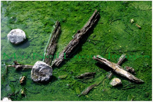 Nymph_Creek_Copyright_MacNeil_Lyons_Images